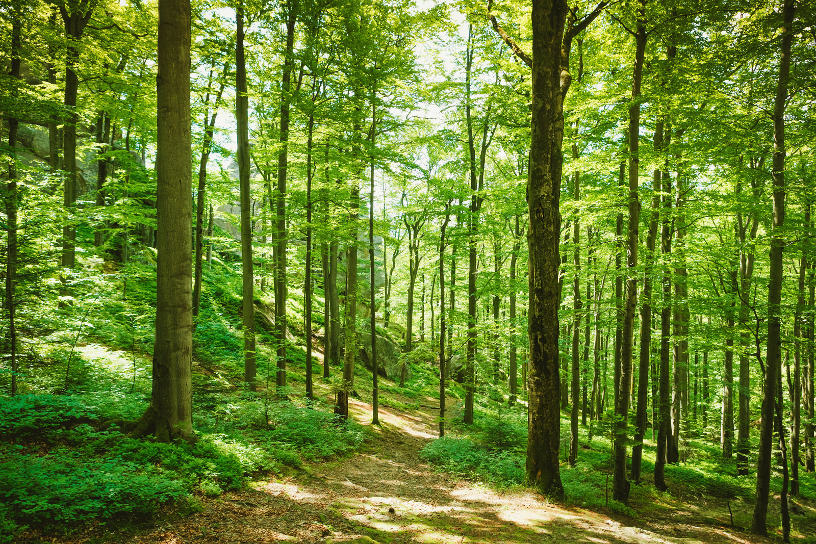 Фотообои зеленый лес